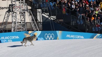 Milano-Cortina Kış Olimpiyatları'nda Yürekleri Ağza Getiren Anlar Piste Kurt Köpeği Girdi