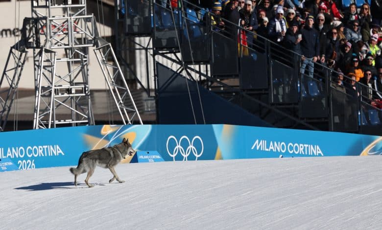 Milano-Cortina Kış Olimpiyatları'nda Yürekleri Ağza Getiren Anlar: Piste Kurt Köpeği Girdi 1 Milano-Cortina Kış Olimpiyatları'nda Yürekleri Ağza Getiren Anlar Piste Kurt Köpeği Girdi